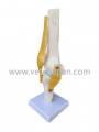 BD6-031.3 Knee Model